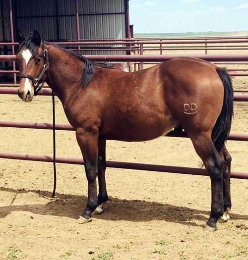 High Plains Ranchers & Breeders Association