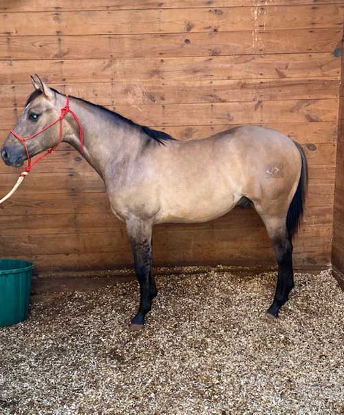 High Plains Ranchers & Breeders Association